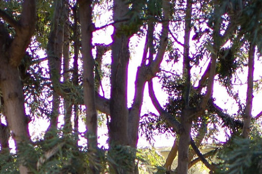 Purple fringing现象